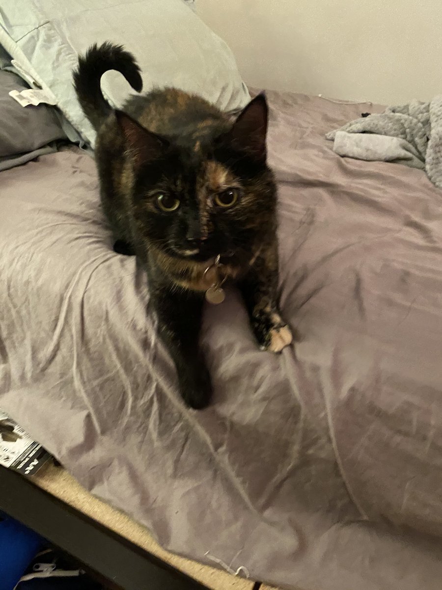 KaylaBarbera's tweet photo. hey yall i found this cat on atlantic avenue in boston near the aquarium. I stopped her from getting hit by a few cars so i dont think shes meant for outside. 7/18 at about 1:30 am. Help me find her home!! nametag says viola https://t.co/ij6DIro31l