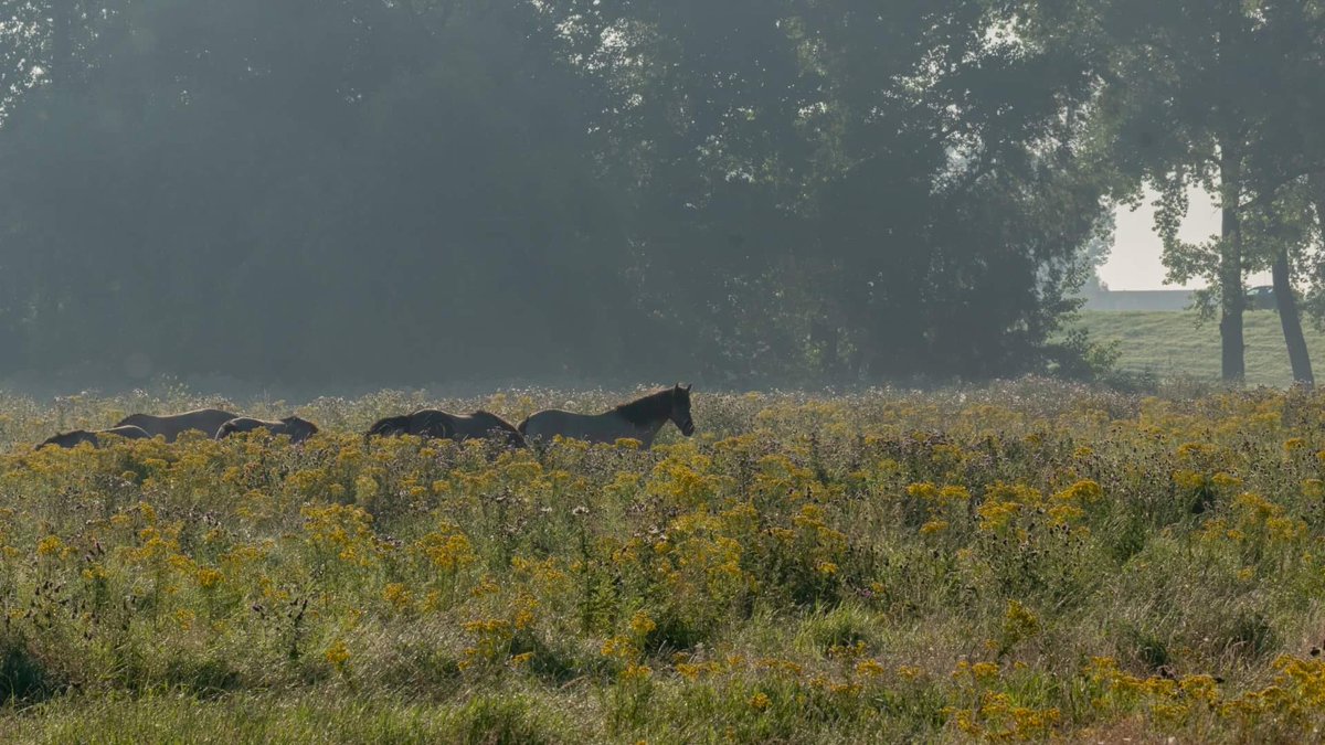 De #uiterwaarden lopen onder. De kuddes #rodegeuzen en #koniks staan veilig op hooggelegen plaats in #kanaalparkrosmalen. #kuddebeheerder en #vrijwilligers houden de hele dag toezicht. Heb ze net koffie gebracht @WouterDeelen <a href="/WouterVos7/">Wouter Vos 🦊</a> <a href="/FREE_Nature/">FREE Nature</a> @empelsnieuws  <a href="/KanaalparkR/">Kanaalpark Rosmalen</a>