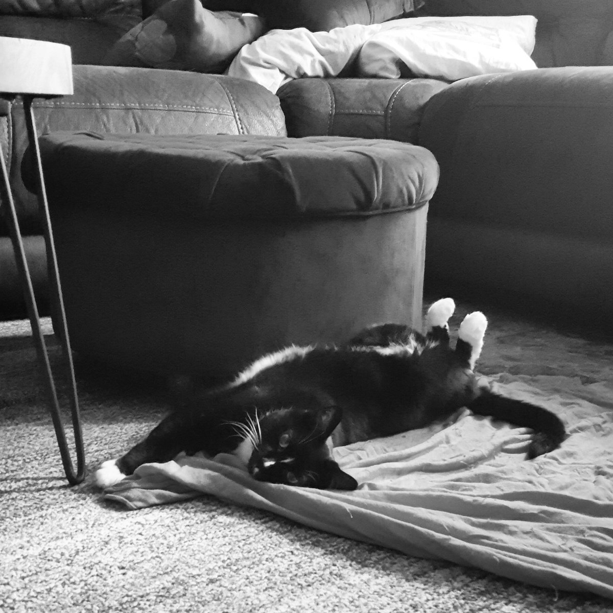 spookymun's tweet photo. #sundaystretches with my sweet petite Olive 🐱🖤 #zenkitty ☯️🕊🌈 #Caturday https://t.co/INneUP6xsV