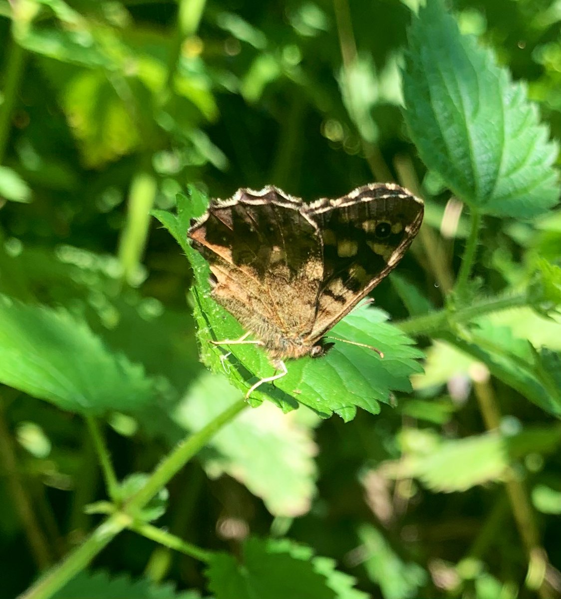 A very productive (and very warm!) morning at Kingsfield Orchard with <a href="/EmmaAspinall/">Emma Aspinall</a> preparing wood to be chipped by <a href="/covparkranger/">Coventry Urban Rangers</a> and spotting some beautiful butterflies for the Big #ButterflyCount! Definitely needed that bucket hat ☀️😎
