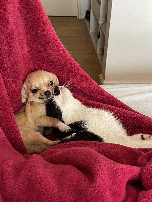 Just look at them. https://t.co/RwPl7tdOKP