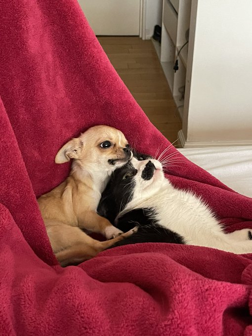 Just look at them. https://t.co/RwPl7tdOKP