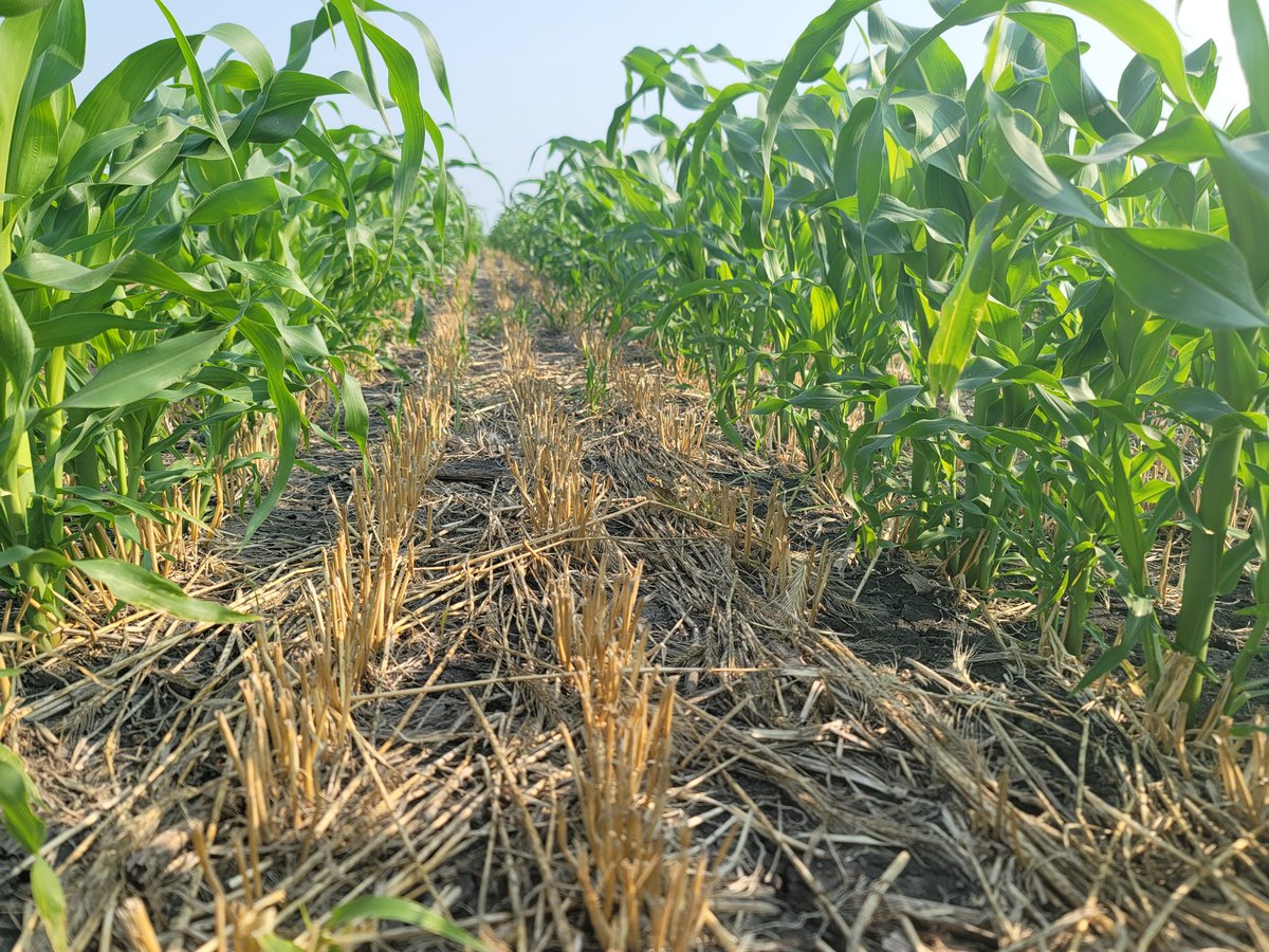 Tillering #mastergraze corn after rye silage, harvest in 3.5 weeks, maybe oats and stocker cattle for the winter? #fencingpays