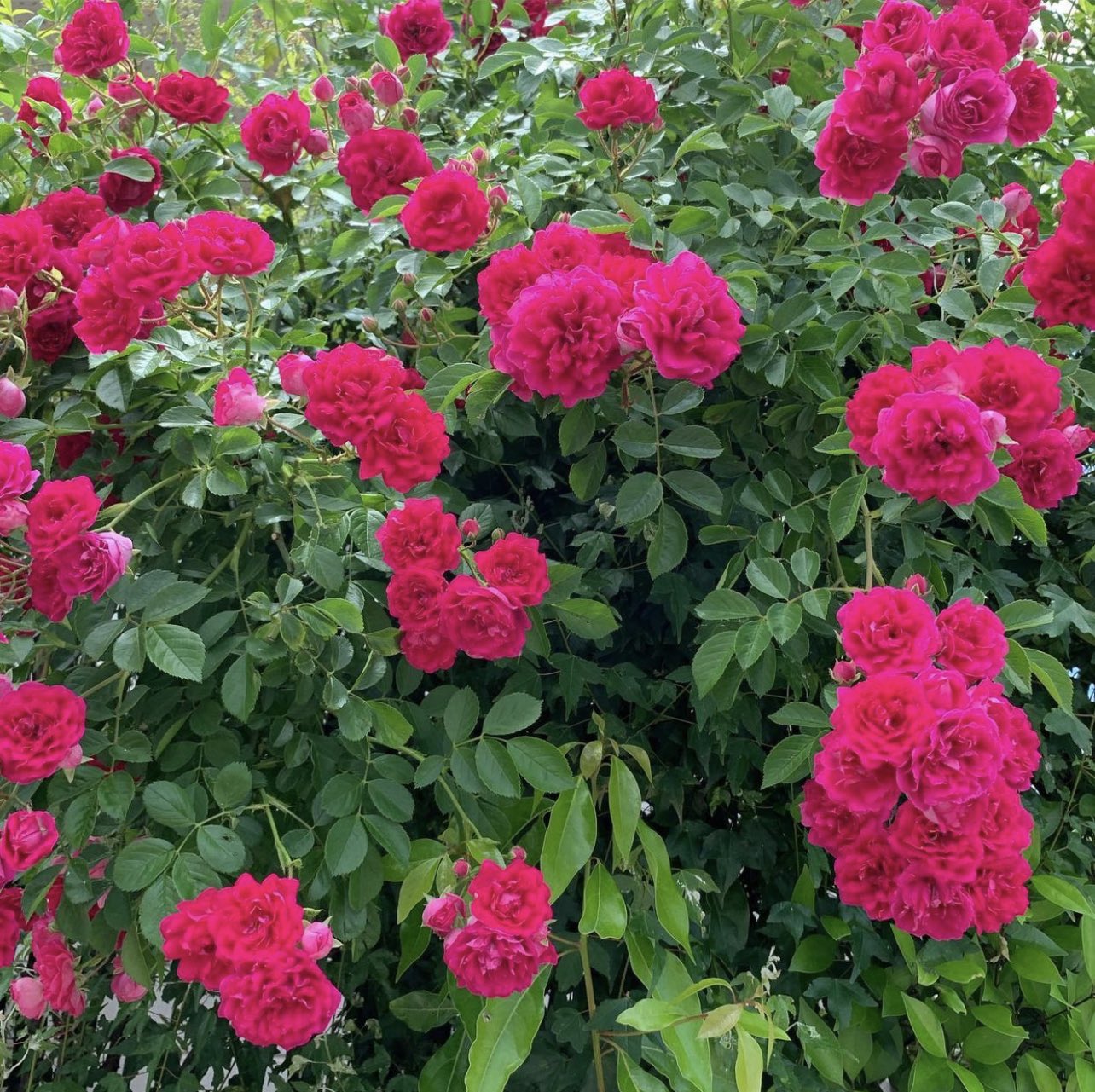 Sweetmarie Enoekii Twitter