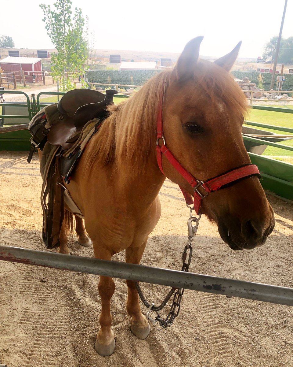 BabbyFarms's tweet photo. Pony rides at Babby Farms 💕 https://t.co/zPnTTPGeS2