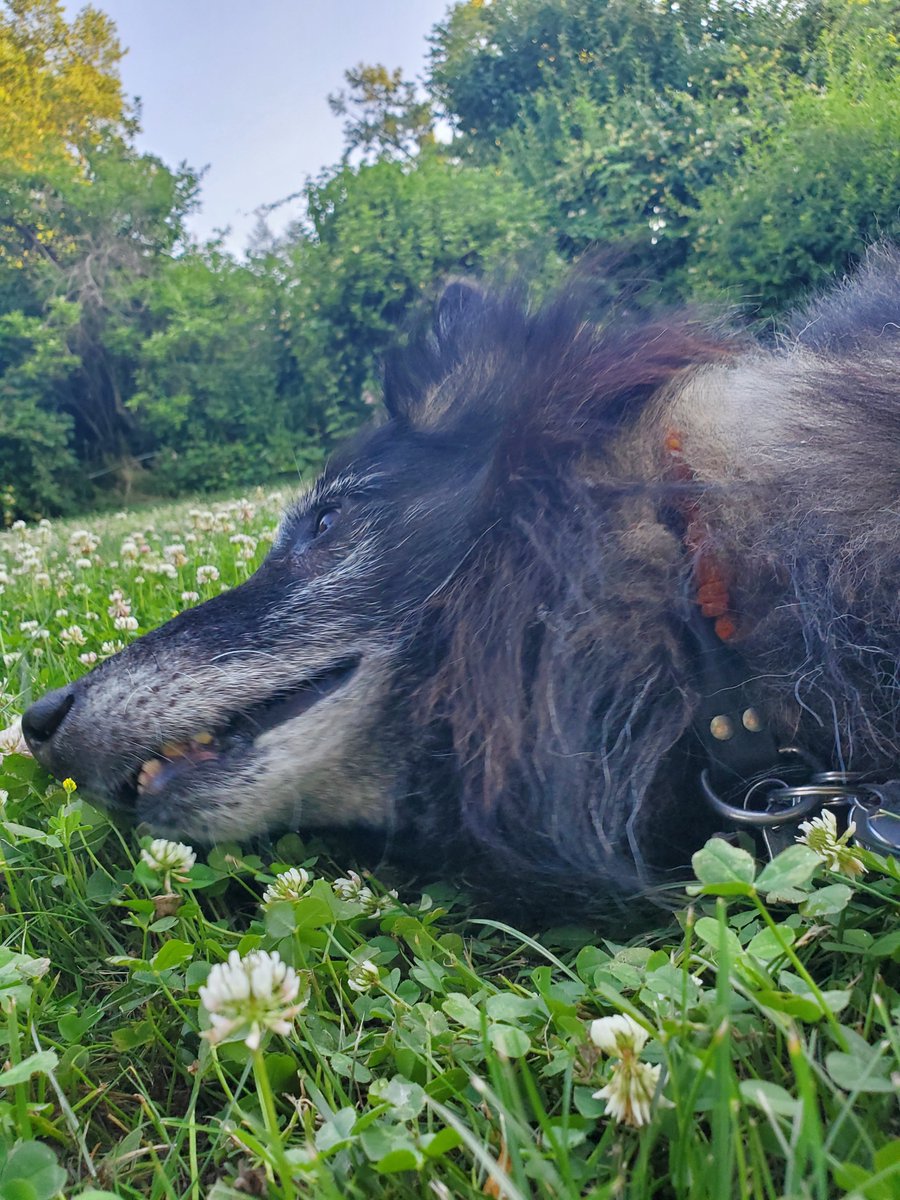 Rio ❤ The Belgian Tervuren tweet media