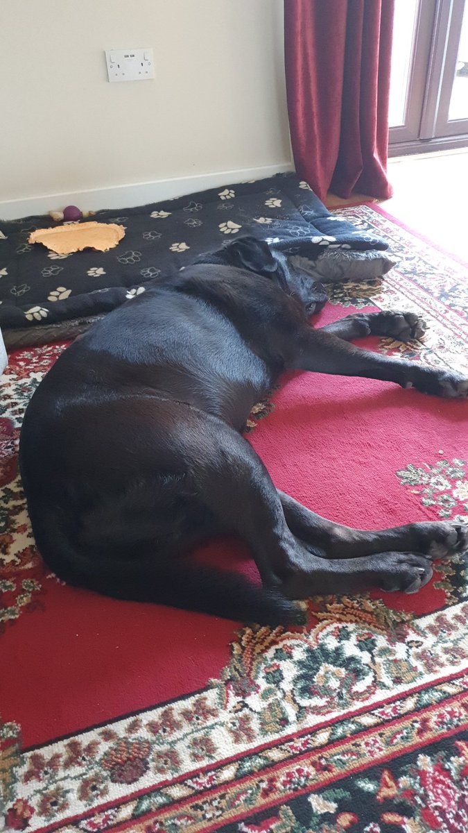 CalledZeus's tweet photo. To hot for me so an afternoon snooze till dinnertime. https://t.co/aSQPKWZirO