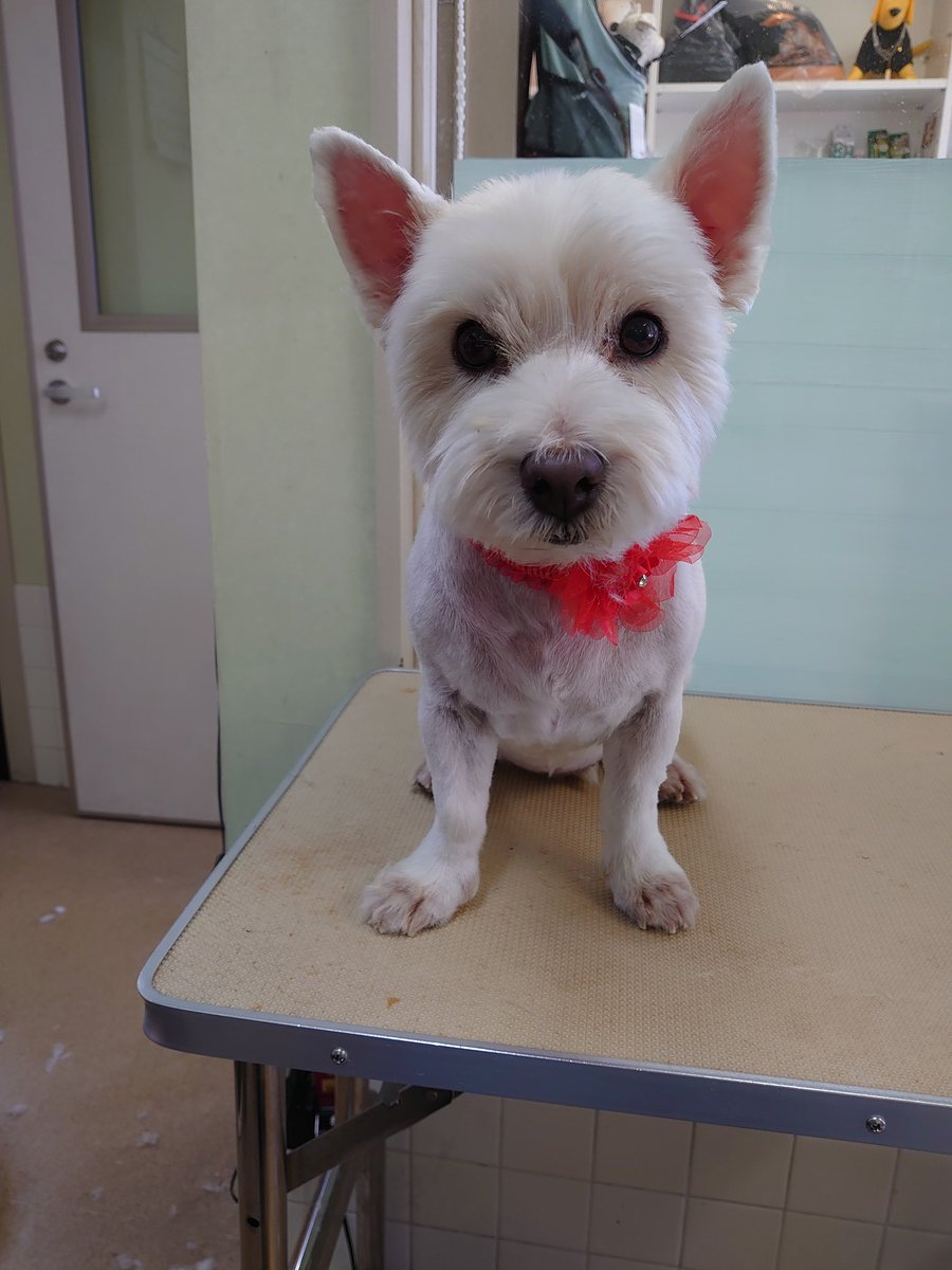 ট ইট র Thunder ベリベリショートのウエスティちゃん お店ではとてもおとなしいワンコなのにお散歩では草むらに入り砂場でゴロゴロ大好きなお転婆さん ムチっ子2号デス トリミングサロン Trimmingsalon ウエスティ ウエストハイランドホワイト