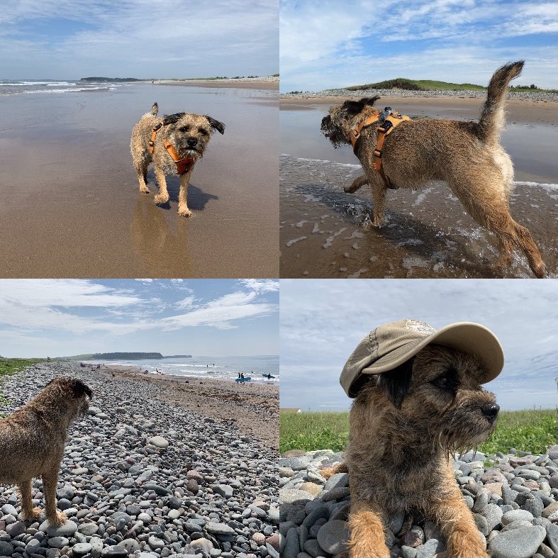 Hubble_BTerrier's tweet image. Lawrencetown Beach was the place to be today. 😎🏖 #BTPosse #Hubblecam #DogsOfHalifax