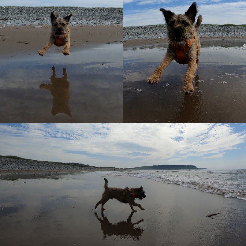 Hubble_BTerrier's tweet image. Lawrencetown Beach was the place to be today. 😎🏖 #BTPosse #Hubblecam #DogsOfHalifax