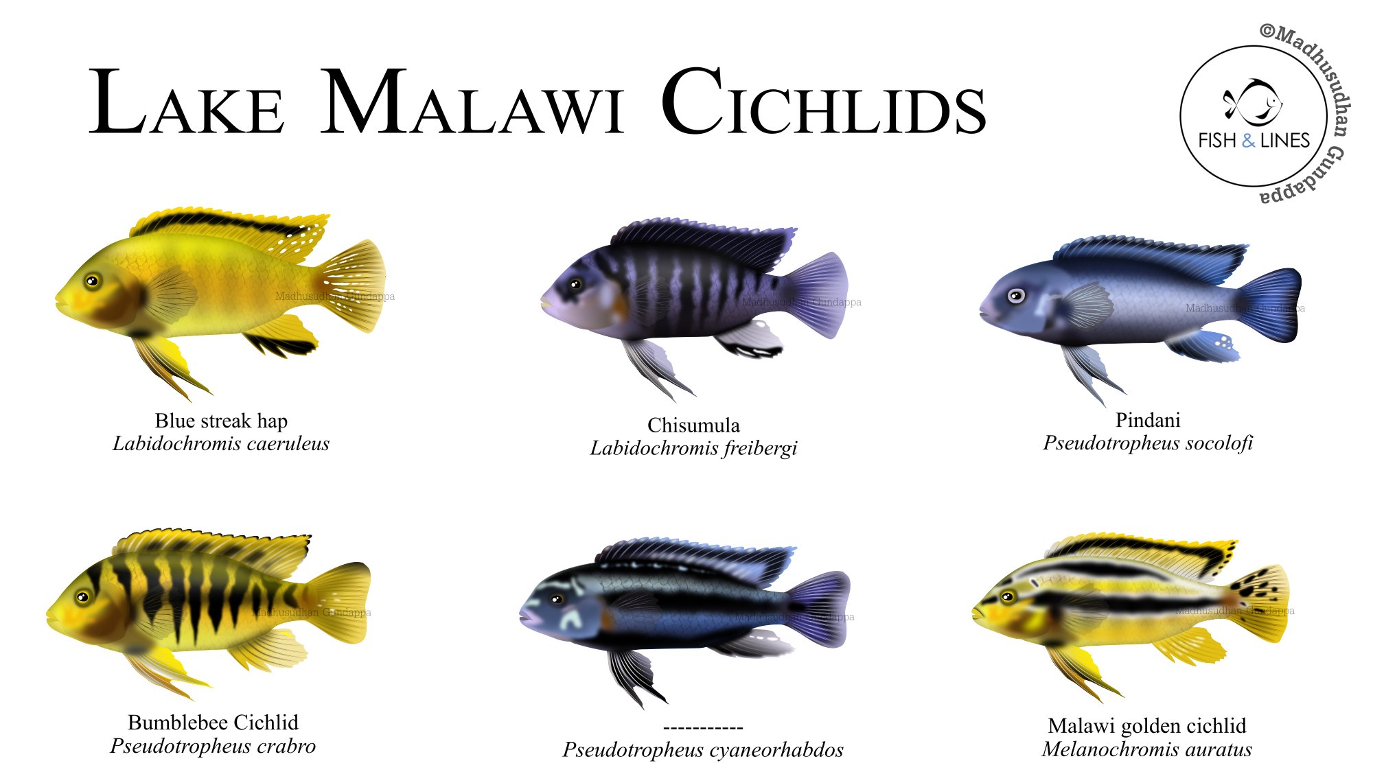 Bumblebee cichlid care cheap
