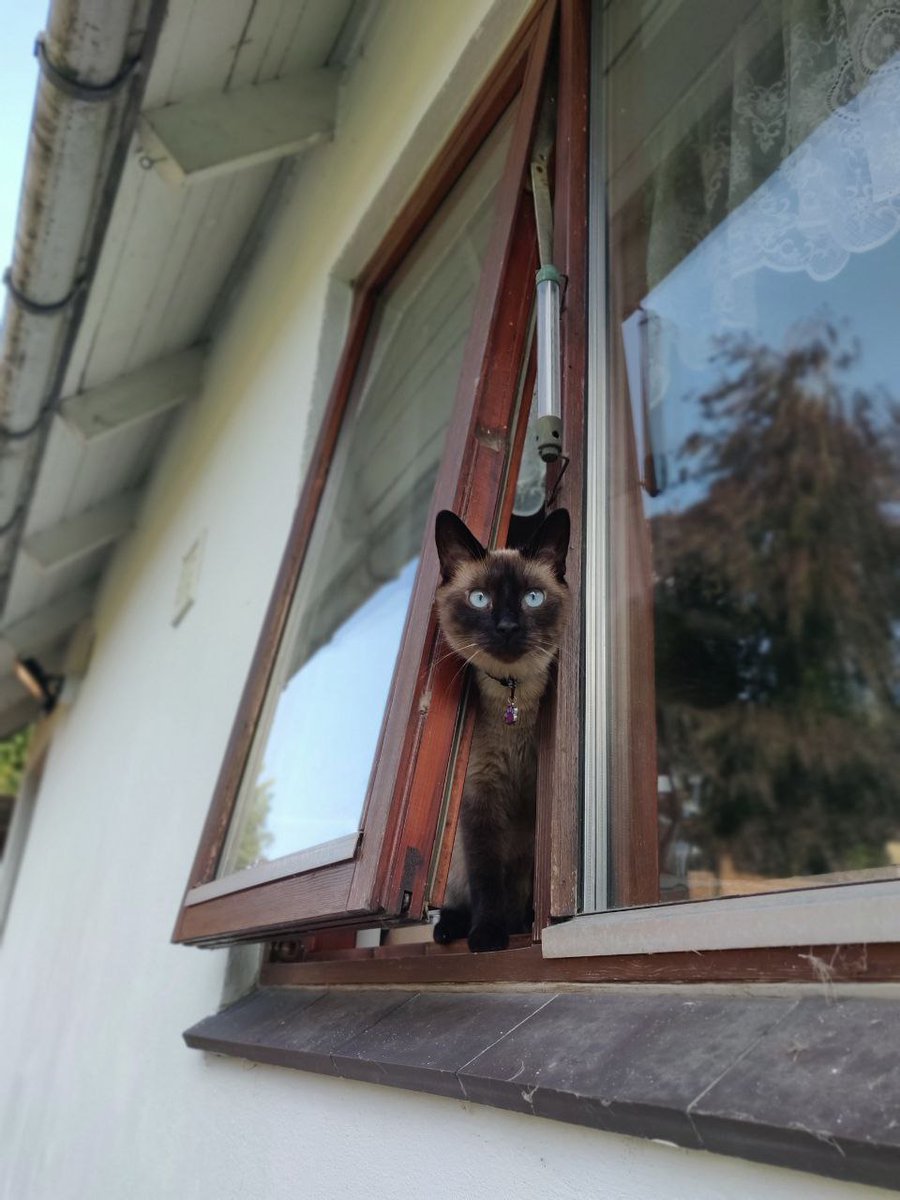 hardwarecatz's tweet image. Pentesting the house by @trotec cat. #pentest #pentestingtools