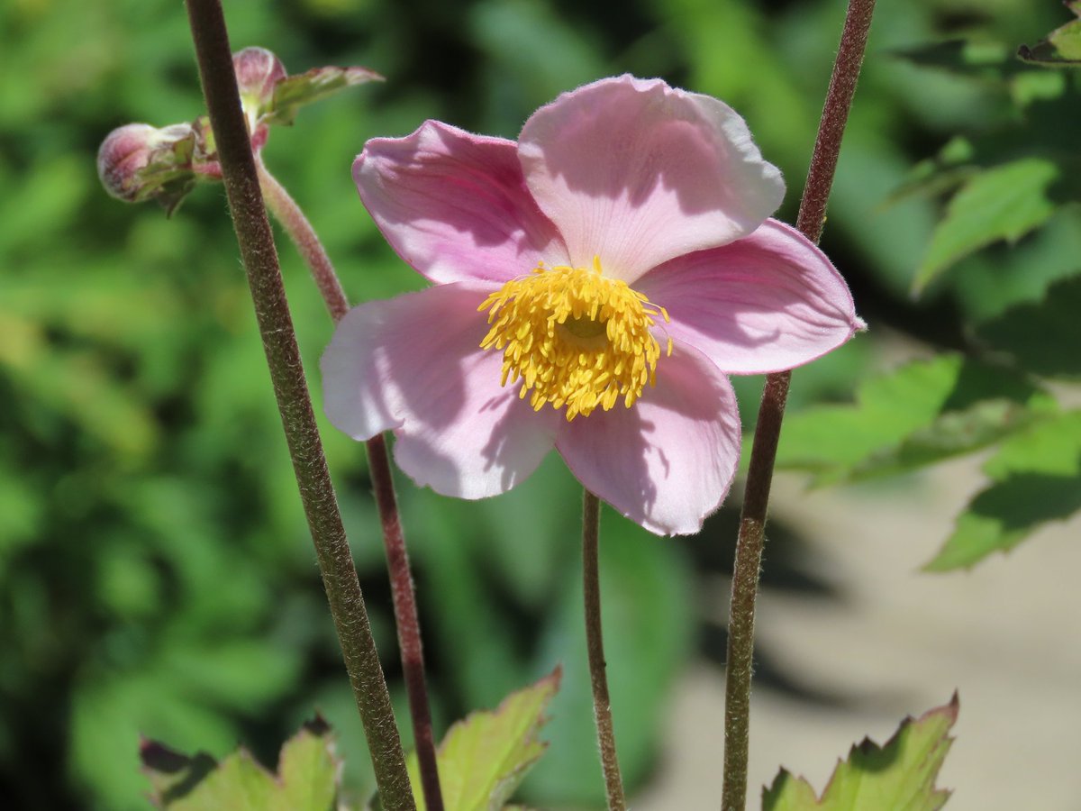 My first Japanese Wind Anemone of the year. I adore them. 
#gardening