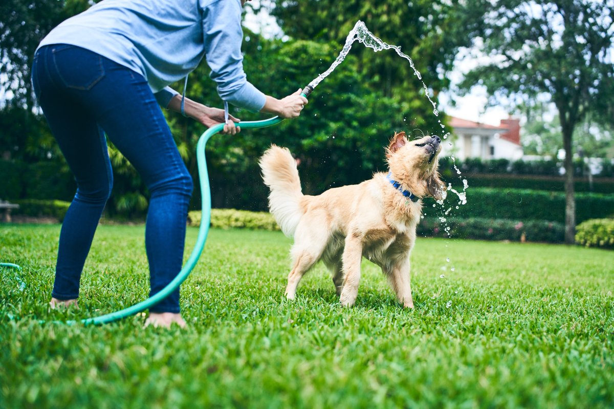 Remember to care for your pets during #NationalPetHydrationAwarenessMonth with these tips:

1. Add water to their food
2. Keep multiple bowls of fresh water out
3. Freeze ice slushies of wet food &amp; water

Learn more: bit.ly/petdehydration