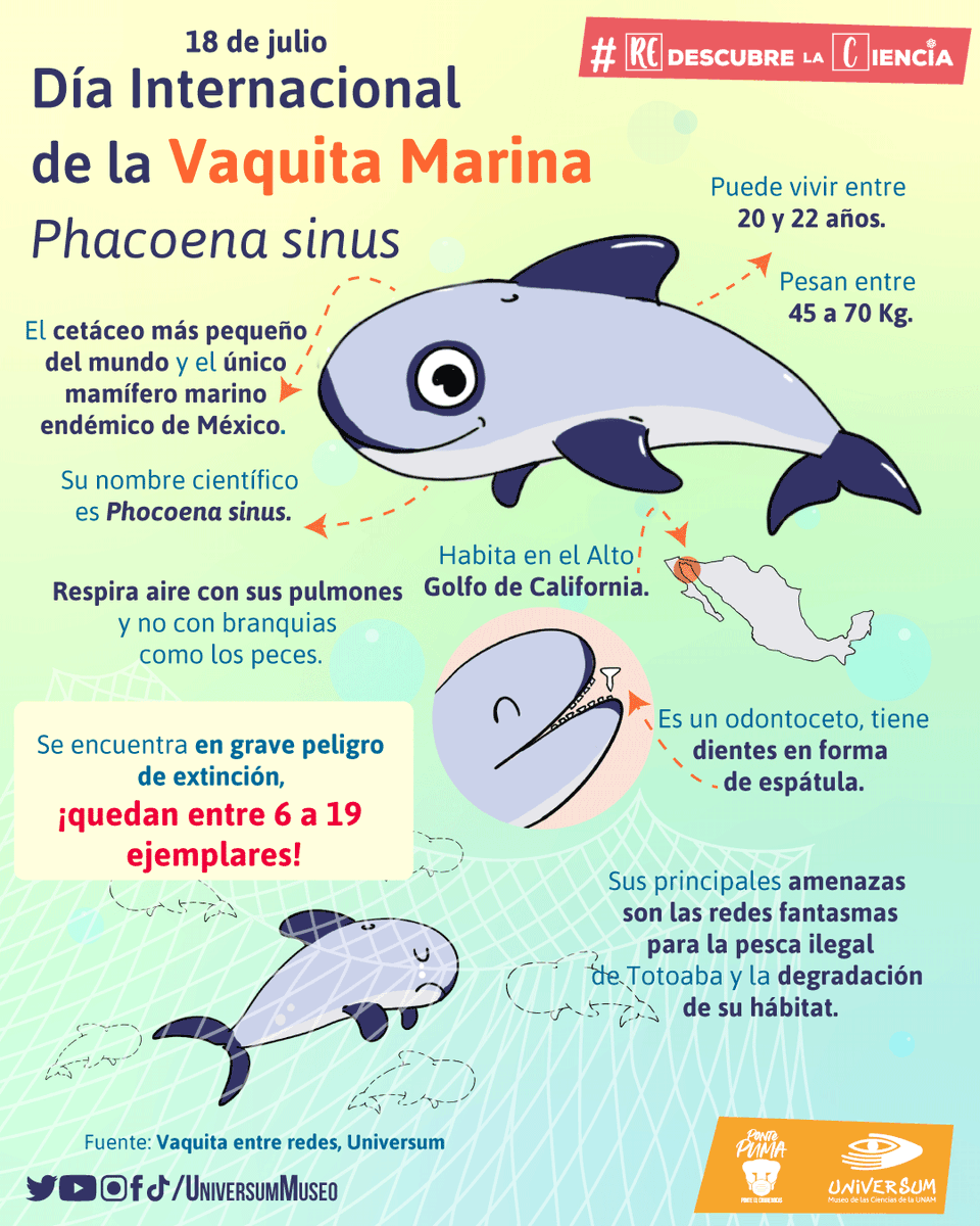 PUMAGUA's tweet photo. Hoy celebramos el Día Internacional de la Vaquita Marina con el objetivo de crear conciencia sobre este mamífero marino en peligro crítico de extinción. Actualmente quedan entre 6 a 19 ejemplares de esta especie. 
¡Cuidemos a nuestras vaquitas marinas! https://t.co/2kJTHhPg1B