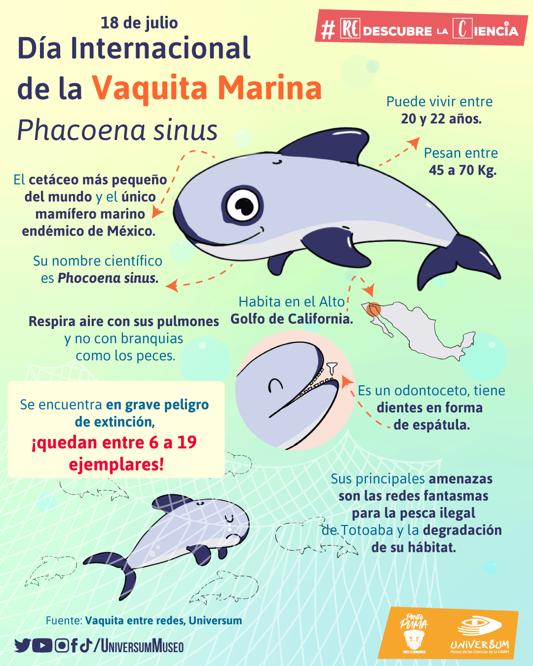 PUMAGUA On Twitter Hoy Celebramos El D a Internacional De La Vaquita 