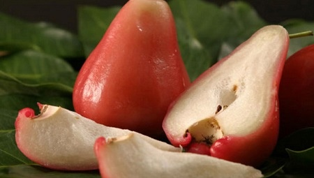 Genshin_Kineli's tweet photo. Did you know that Sunsettias actually exist?🍐

But here it's called Java apple or Rose apple (there're similar other species). They say, it tastes like sth between an apple and a pear with a rose flavour.

Would you like to taste it?
#GenshinImpact #Genshin https://t.co/wiUUzPSpor