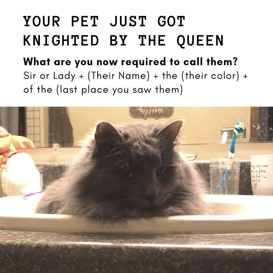 taratemptations's tweet photo. Let's have a little fun with our pets on this Sunday evening...
Bonus points if you can post a picture👑🐕🐈 https://t.co/C1hoWHTyVR