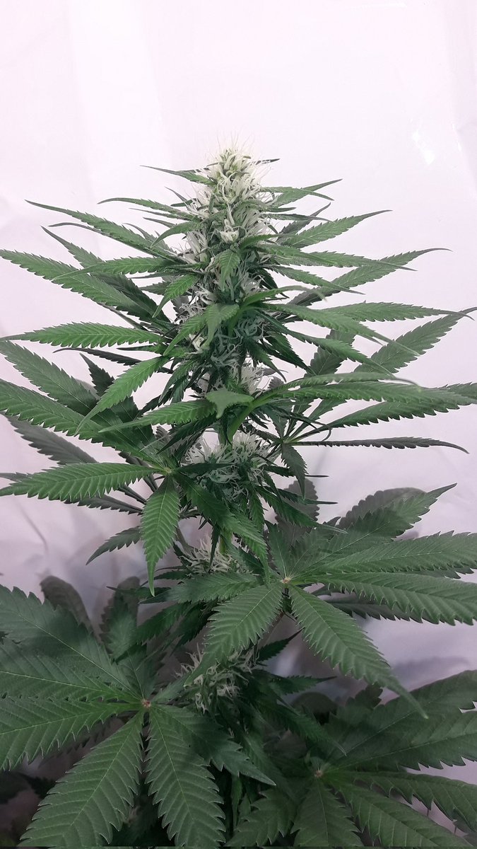 AdrycManellson's tweet photo. Una #Auditoría #Auto @GreenbudSeeds #AfghanStorm #LemonPie #AutoCakeBomb y #BudMaker imparable, #Sust #BatMix @PlagronAruba #Natural y #AguaDelAyunt, no demandan más por ahora, #RefBlanca #PureTent @ThePureFactory_ @DPlantasur,
Pues en #AdrycsCove. #WeLoveThatWeDo.
Alegría...🧚‍♂️😎 https://t.co/0d840VL8NW