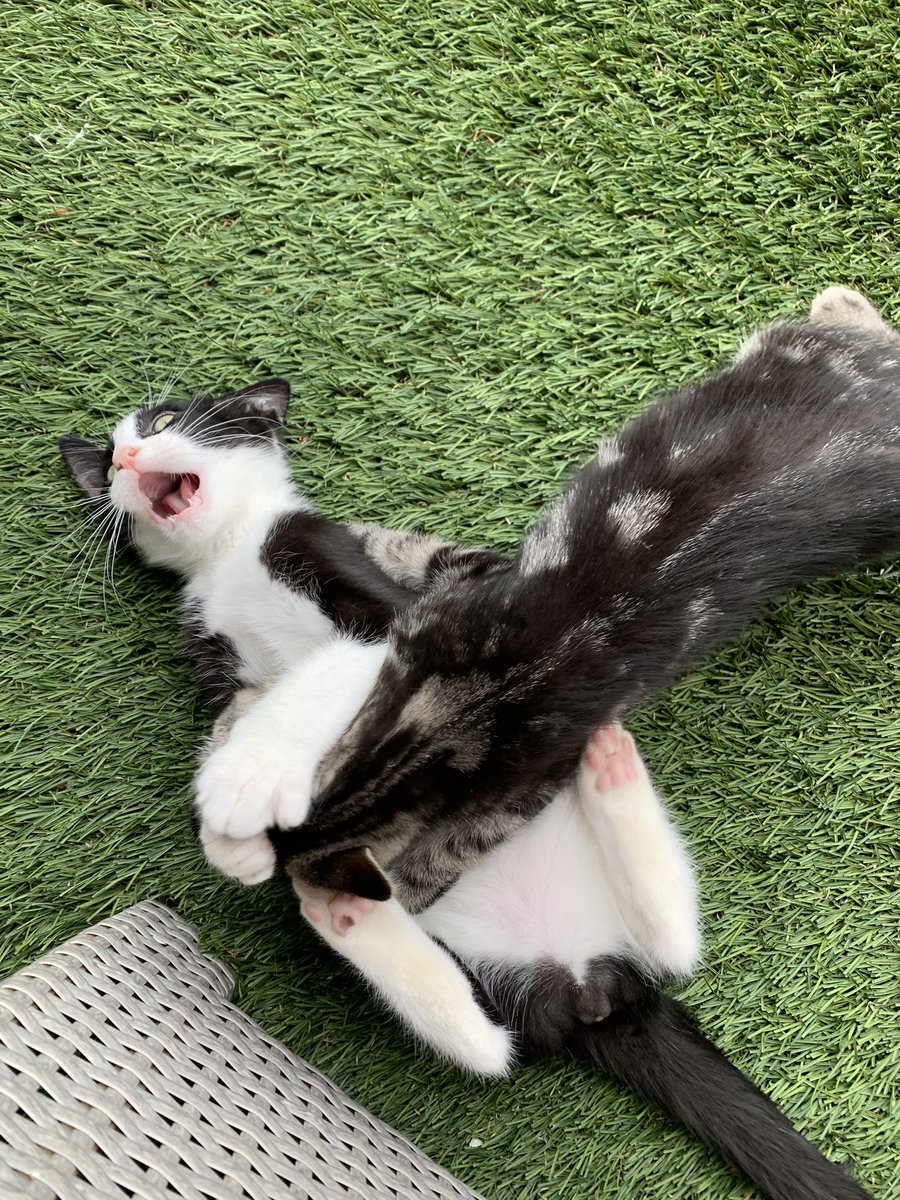 This photo needs a good caption. Who’s up for it? #CatsOfTwitter #kitten