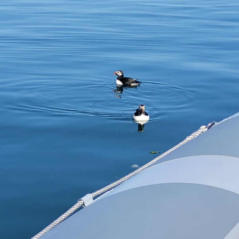 With our neutral coloured boats and whisper quiet engines we are unthreatening to Puffin who pose for pics like this! Our Skippers are sat with our riders so can quietly explain about the animals around without raising voices or using tannoys and destroying the silence. Harmony.