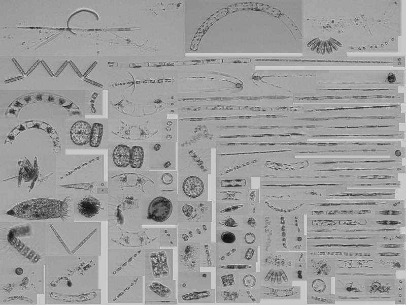 Trace metal clean incubations with lots of Pseudo-nitzschia going now! <a href="/cce_lter/">CCE_LTER</a> #P2107
