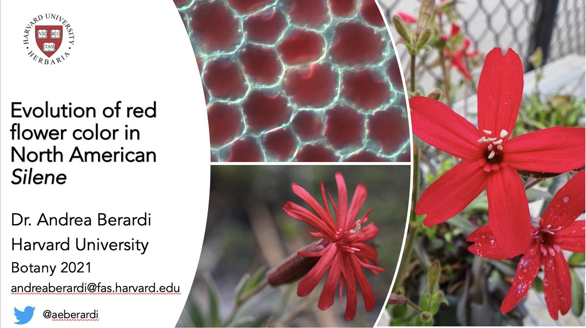 aeberardi's tweet image. Join me at my talk sharing some preliminary data on Silene floral color evolution on Tuesday at 1pm EDT in the Macroevolution I session! #Botany2021