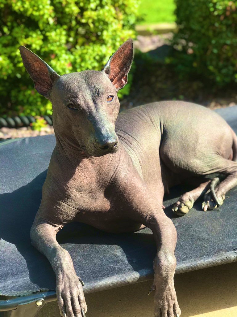 xoloreeva's tweet photo. Friends , if your naked like me , then pull up a lounger , and give the neighbours a show #Dog #dogs #loveisland #sundayvibes https://t.co/9QGwYULsjo