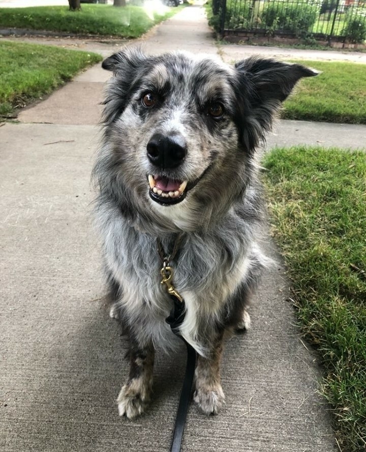 WalkedByDogs's tweet photo. Shadow wants you to smile; it's a beautiful day! ⁠
.⁠
⁠
.⁠
#DogsColorado #MileHighPooches #DenverCODogs ⁠
#DogsOfDenver #DogsOfColorado#DenverDogs ⁠
#ColoradoMountainDogs #ColoradoDogs #ColoradoDogsOfInstagram #MileHighDogs⁠
#DogsOfCO #DenverDogW… https://t.co/vaVJAYex3g https://t.co/s8RPpm4ijW