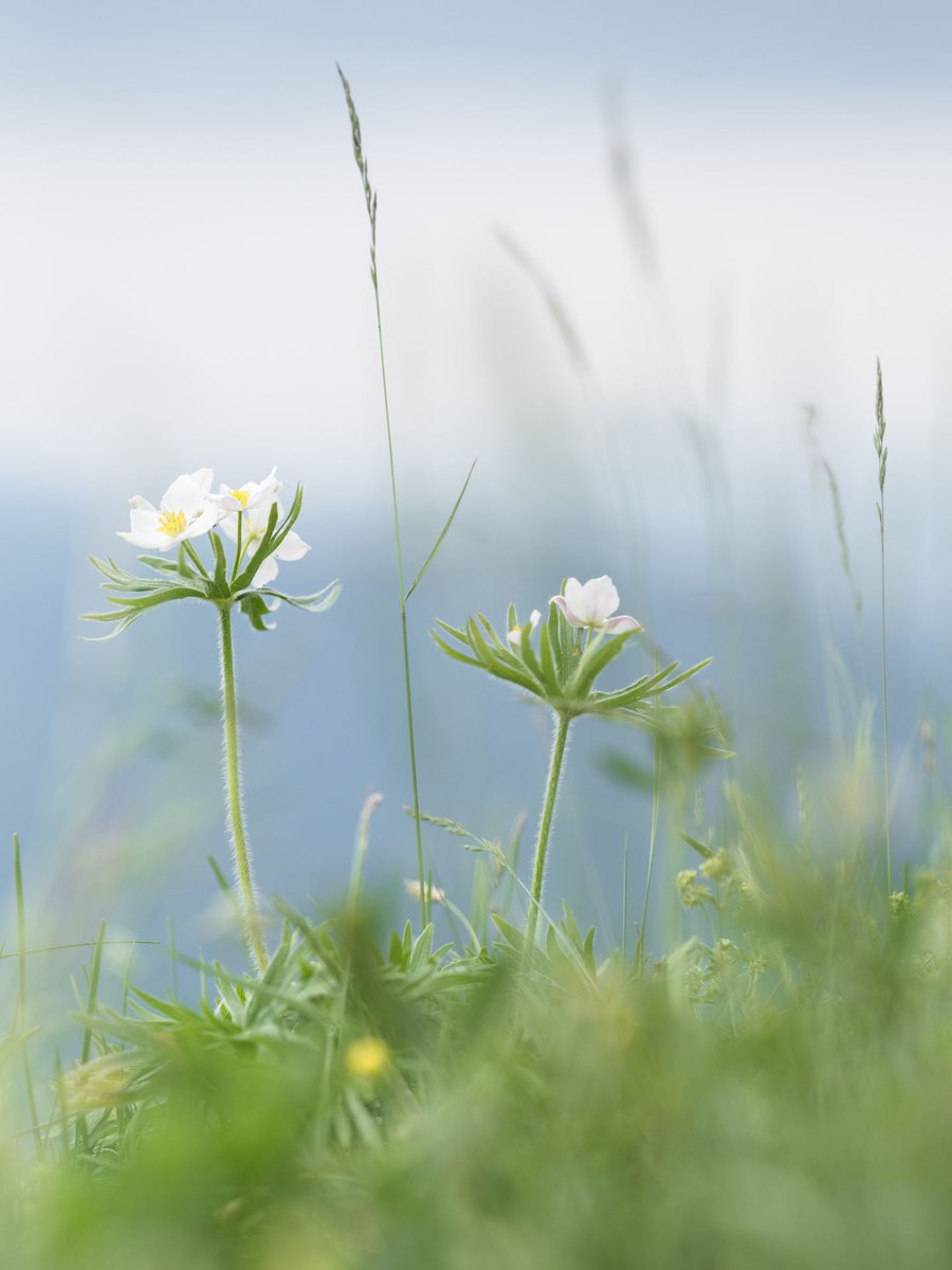 Some more lyrical work I created during my field report of the #Fujifilm_CH #GFX100s. Full report is on my blog: buff.ly/3AYq9Gk