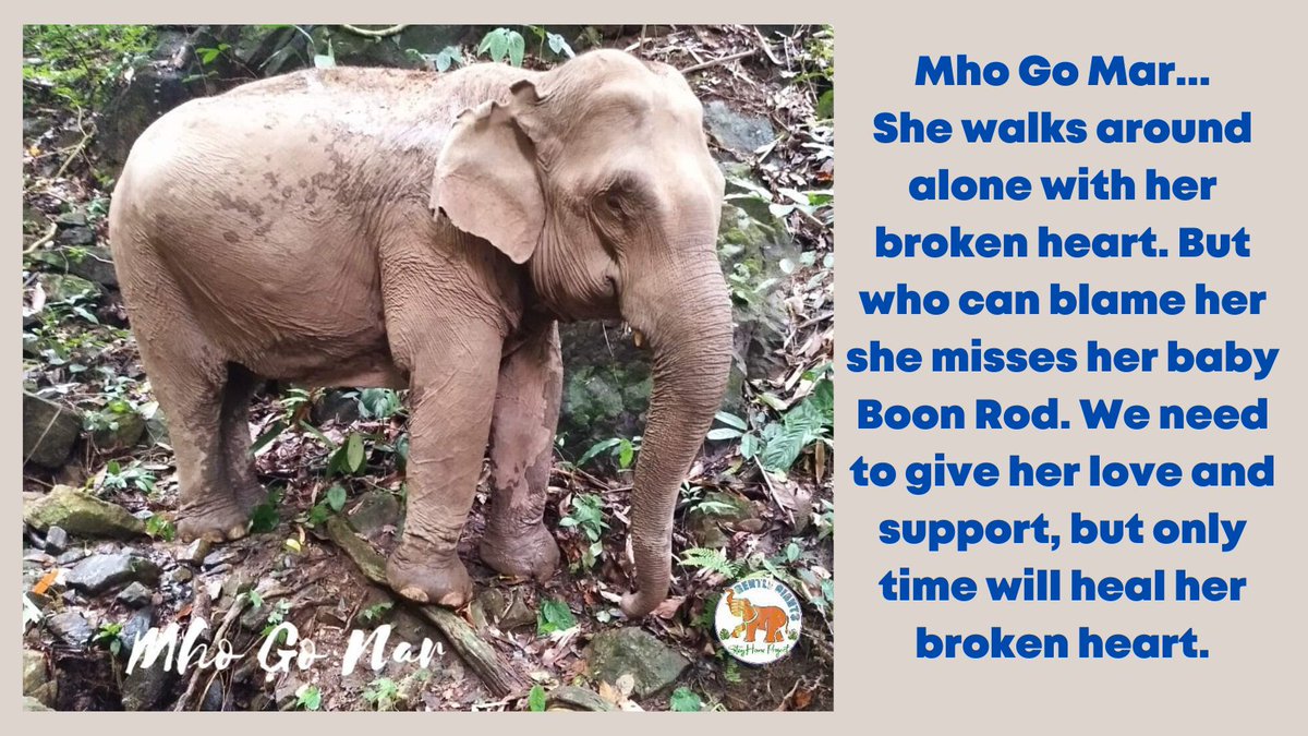 GentleNon's tweet photo. For us it's very painful what's happened to this beautiful one. We were able to save her &amp; Boon Rod from being taken to a life of slavery, but we couldn't save her from what fate had in store for her. We continue to help her heal https://t.co/t7PCQwGQSZ

#spreadlove #sundayvibes https://t.co/wzl6Ipd0vP