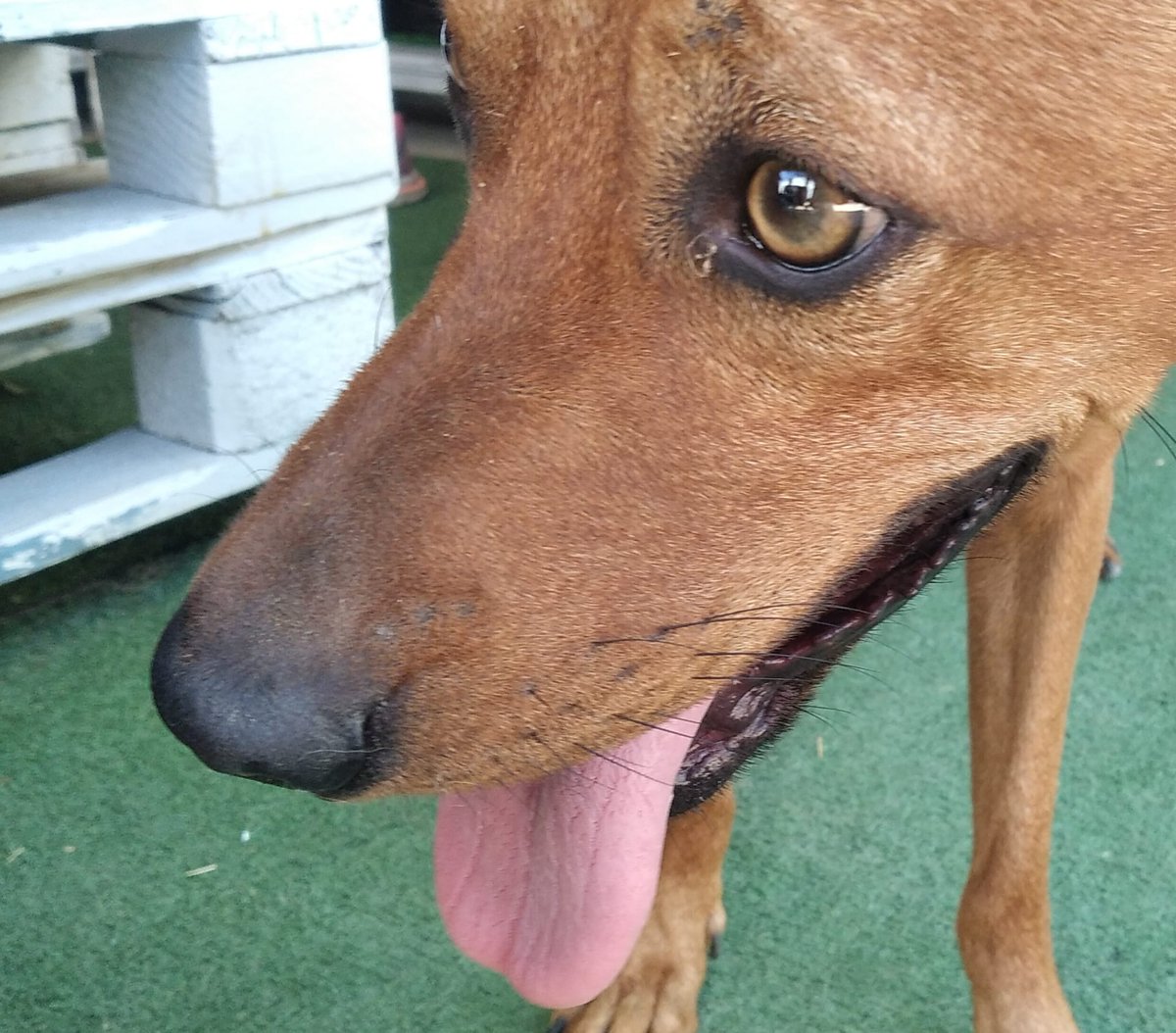 #PATITAS de 16 meses, pesará unos 10 kg. Cedido por su dueño por motivos laborales y nos pide que le busquemos una buena familia. Es muy cariñoso, muy activo y sociable con todos incluso con gatos.

Necesitamos acogida, no puede seguir donde está.