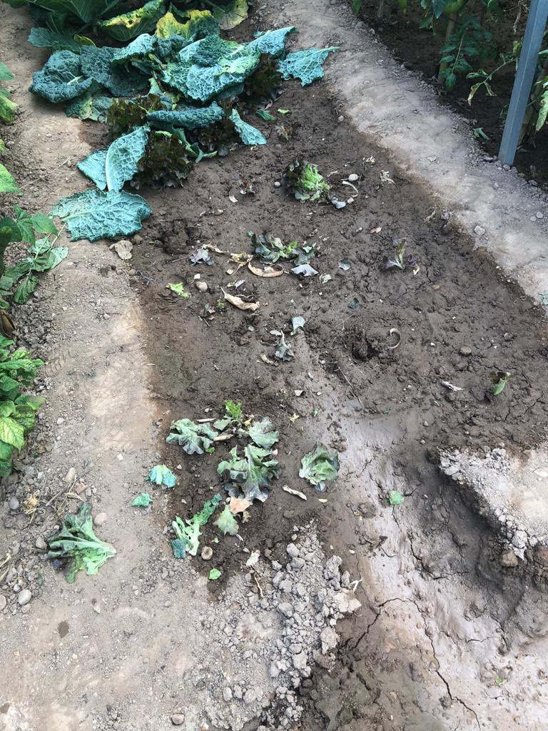 xavier_sole_pla's tweet photo. Avui al migdia, uns banyistes de l’Aiguadora s’han dedicat a robar a l’hort que els meus sogres i la meva dona cultiven amb cura i dedicació. Els diumenges se’ns omple la comarca de lladres, incívics i pocavergonyes #solsonès #RT #fotodenuncia https://t.co/gavHjg3mj5