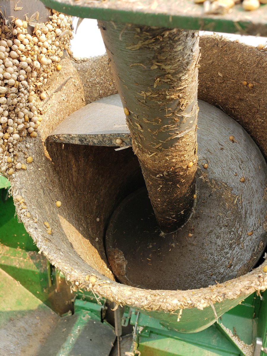 leewheat's tweet image. The peas are bone dry.  That buildup caked on the clean grain auger is all from grasshoppers.