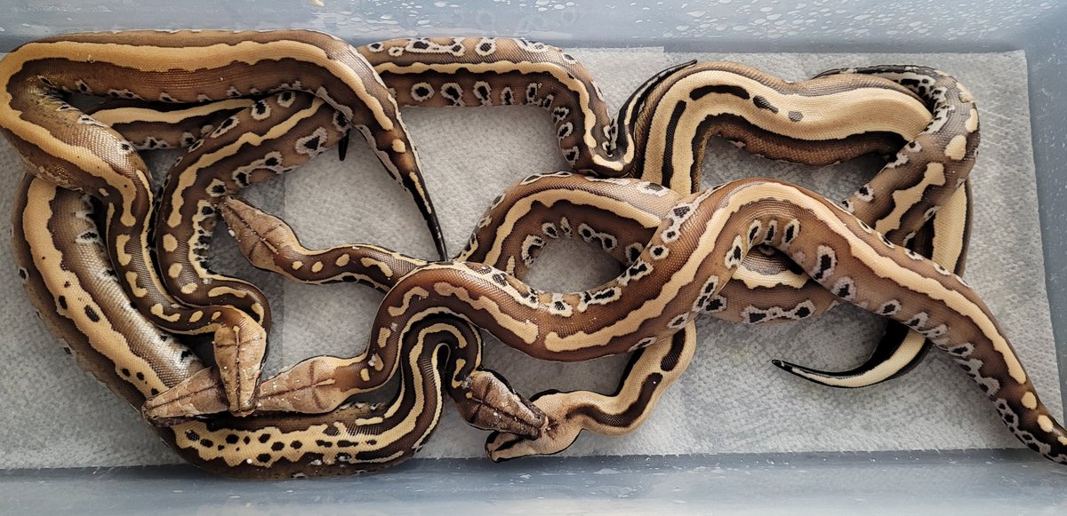 Keberyna's tweet image. Had to share! Some of the babies are out and I&apos;m so happy of the turnout so far. 

#bloodpython #pythonbrongersmai