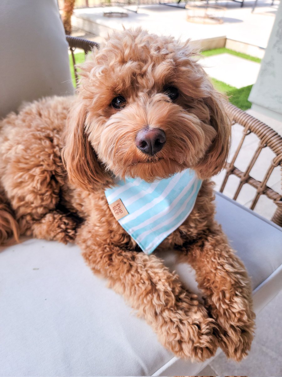 A little bit of Goldie to brighten your day🥰