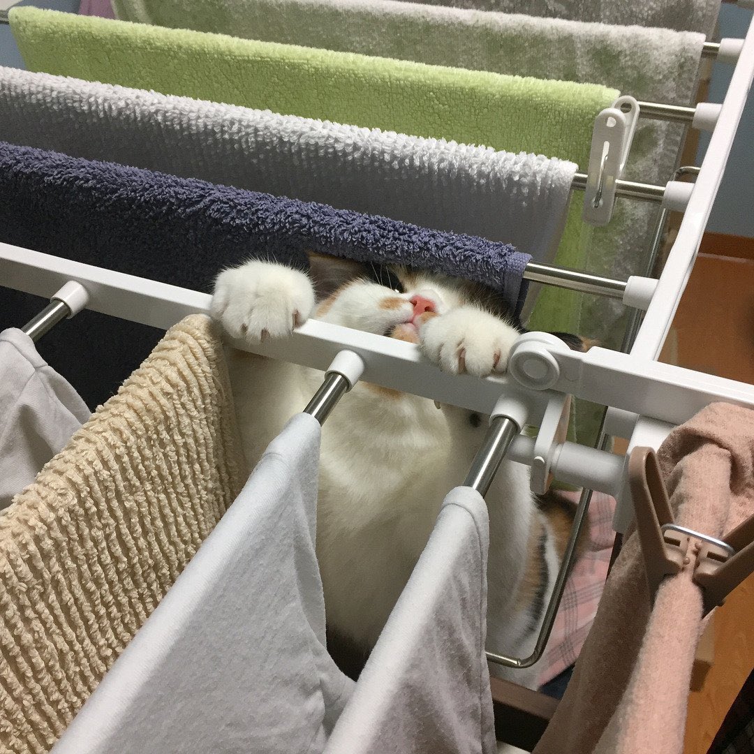 mostlycatsu's tweet image. 