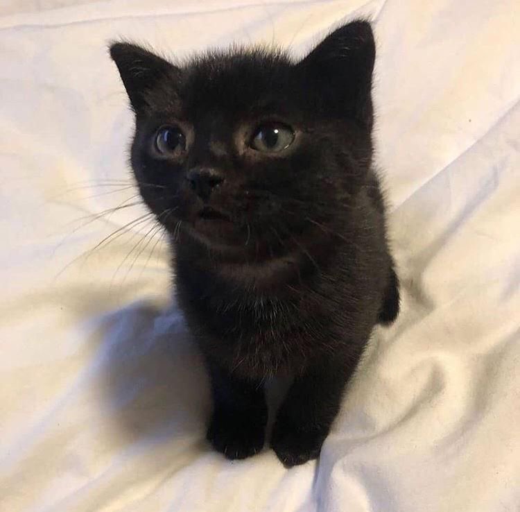 mostlycatsu's tweet image. 