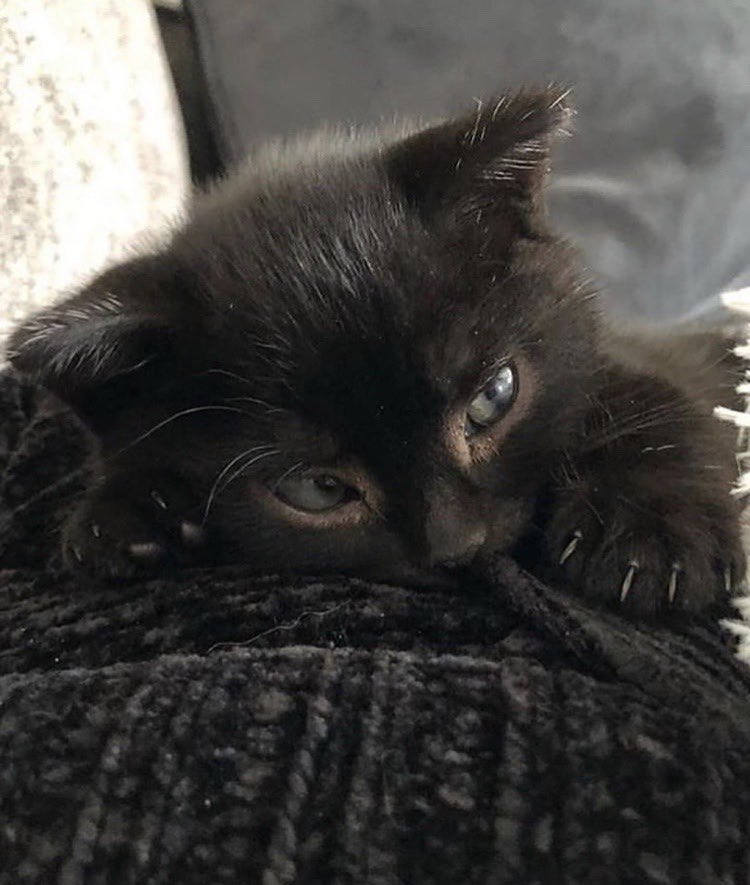 mostlycatsu's tweet image. 