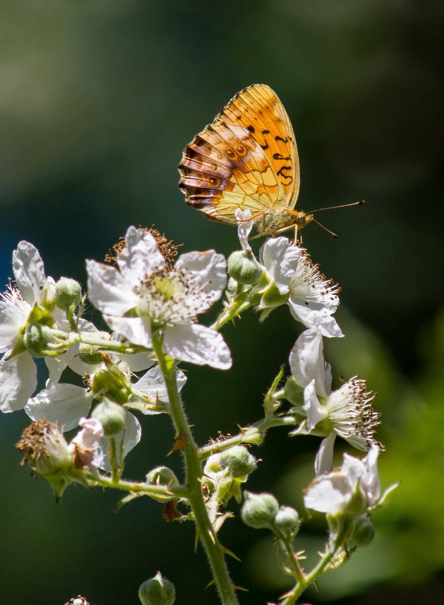 Marbled Fritillary