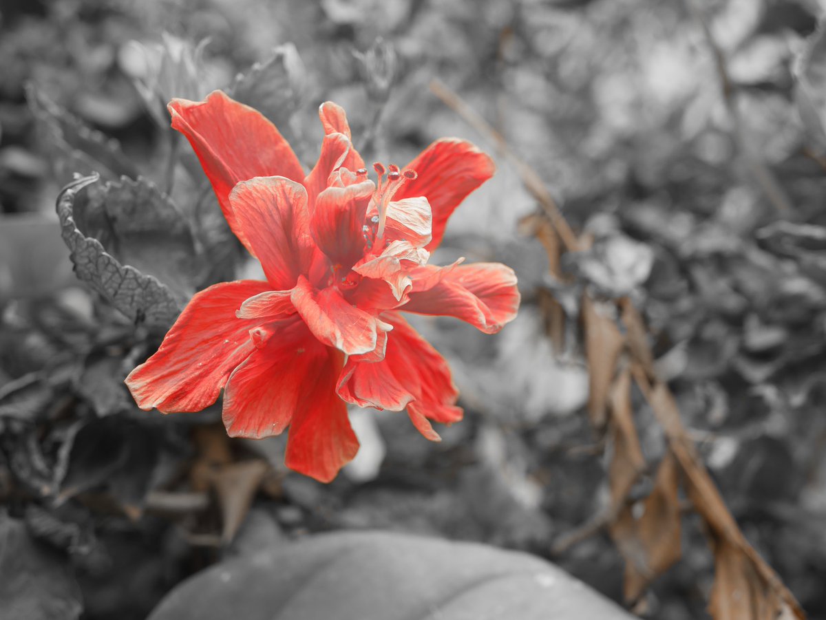 King_____Fisher's tweet photo. Single point colour mode Panasonic Lumix G85📸 | Gear : Panasonic Lumix G85 | Lumix G 25mm f1.7 ASPH | #MotionPicturePerfect
#Photographer
#microfourthird
#lumixg85
#LumixIndia
#ChangingPhotography
@lumixcan
@lumix_india
@lumixcan
@LumixUSA
@LumixUK https://t.co/N6QAUI27ki