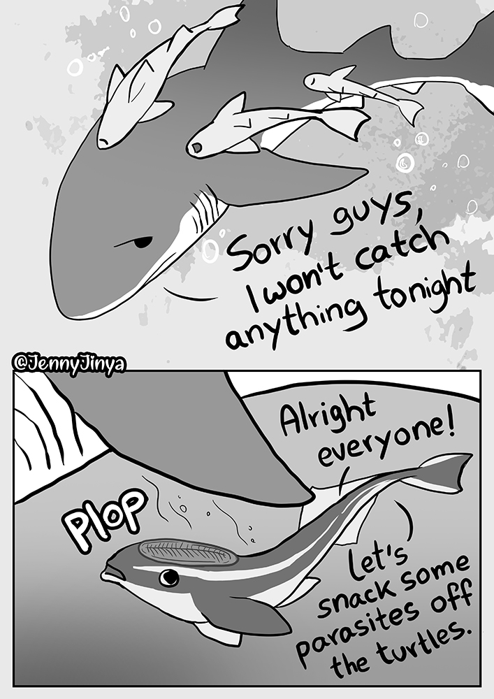 JennyJinya's tweet image. I would like to talk about sharks today.

Rest pages in comments 1/3