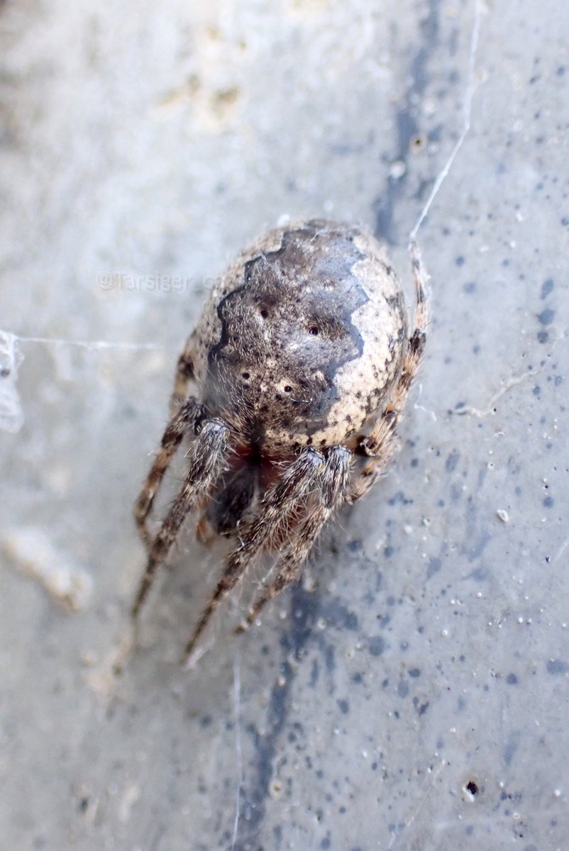 Hashtag オニグモ Na Twitteru