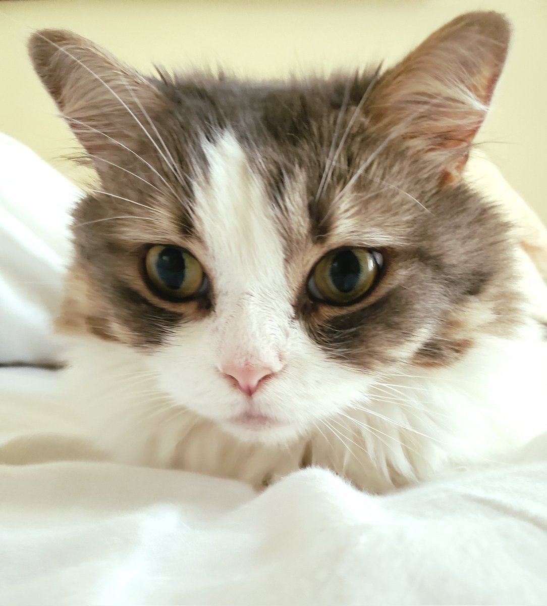 MteaFloof's tweet photo. 😲

#CatsOfTwitter #imafloof #imsodium https://t.co/8i4ody0fyD