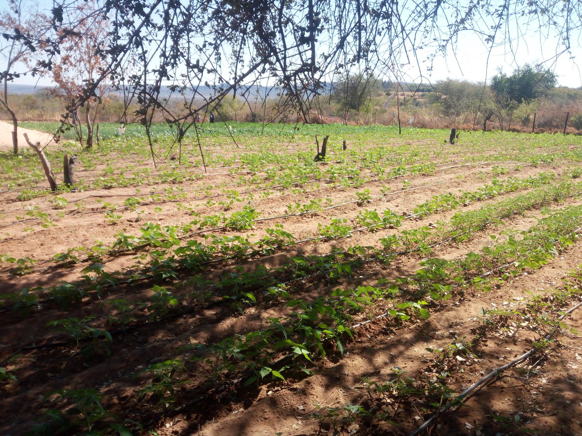 Compassion Zimbabwe tweet media