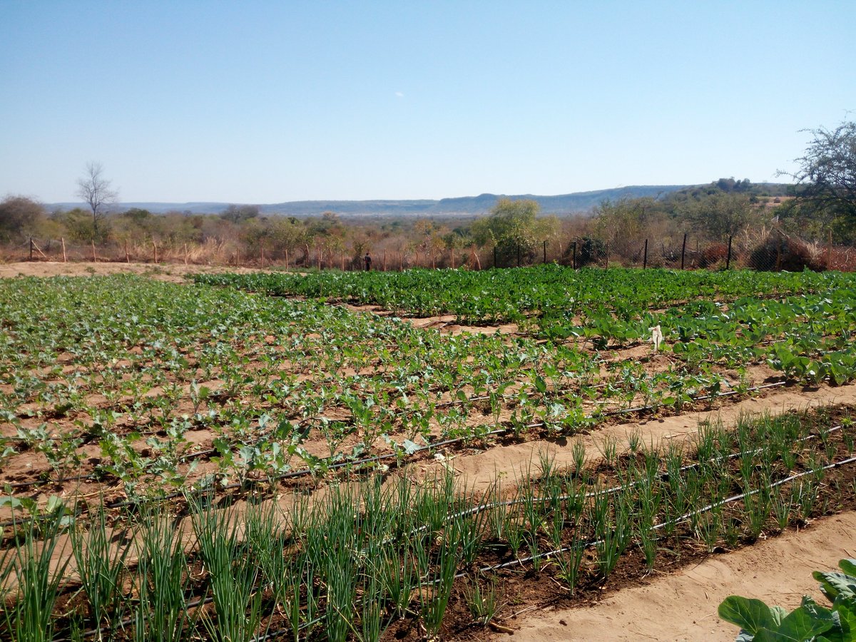 Compassion Zimbabwe tweet media