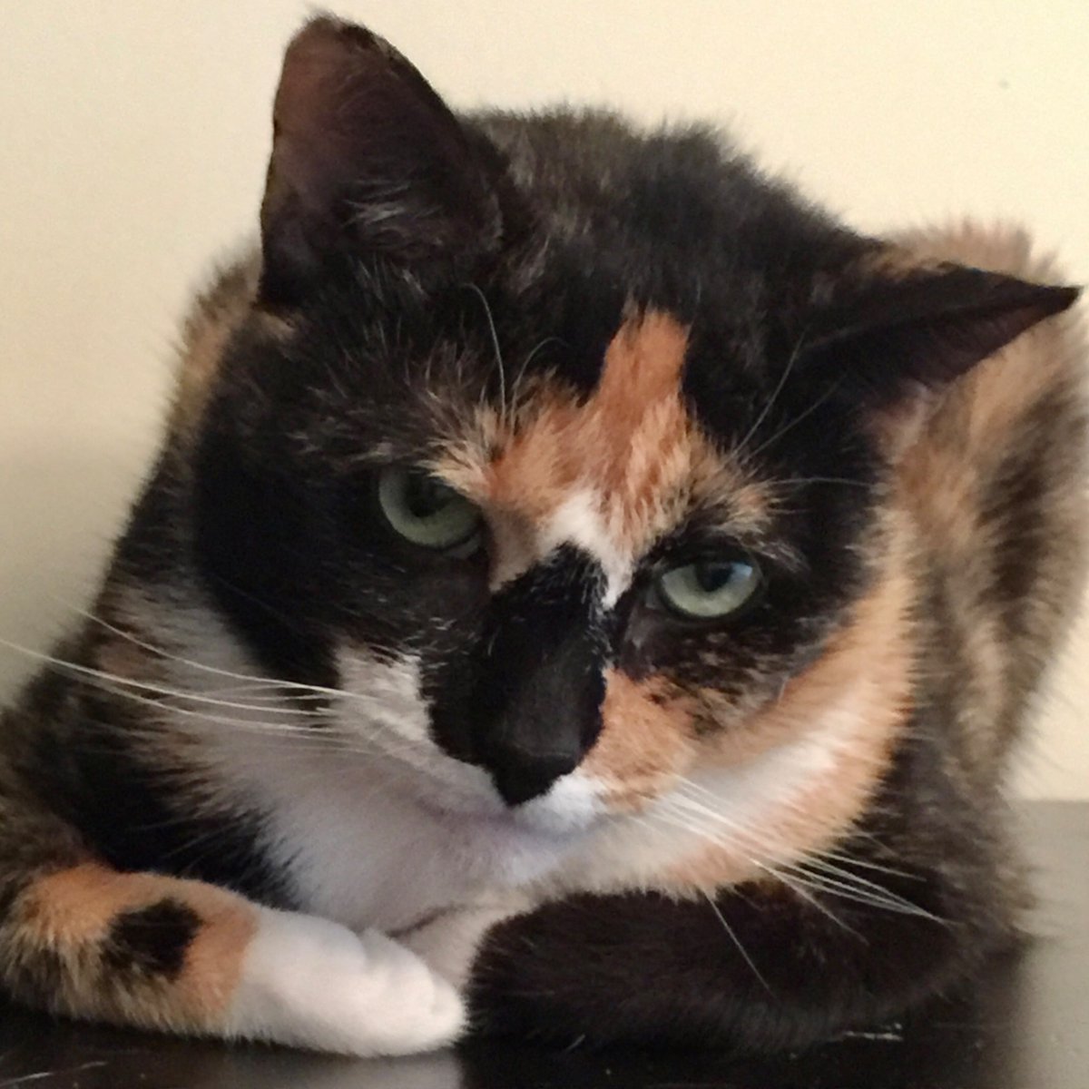 CallieC96227271's tweet photo. Did you really just say that I can’t have any ice cream? #NationalIceCreamDay #CatsOfTwitter #restingcatface https://t.co/o1n3k0crHE