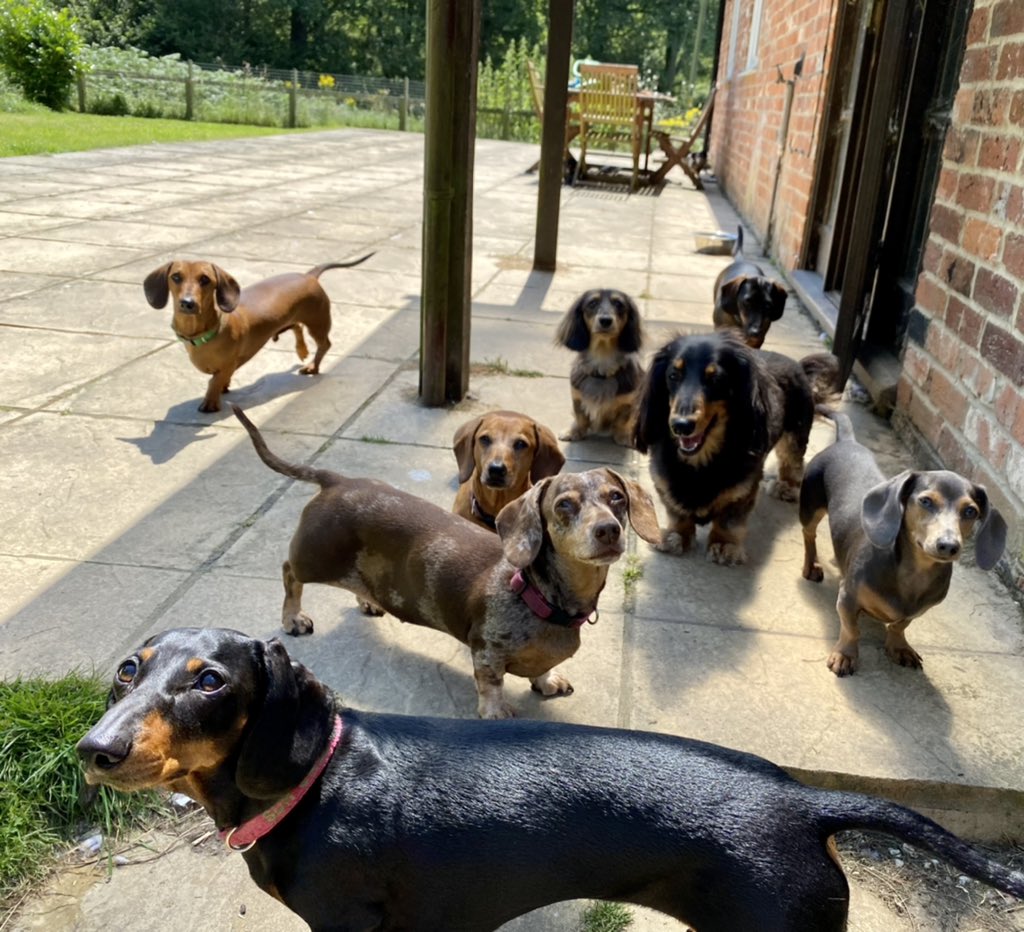 SausageDogHotel's tweet photo. "We know it's hot, but we still need our dinner on time, you know?" #FeedUsNow #HurryUp #NotMessingAround https://t.co/ODjpTrMXKg