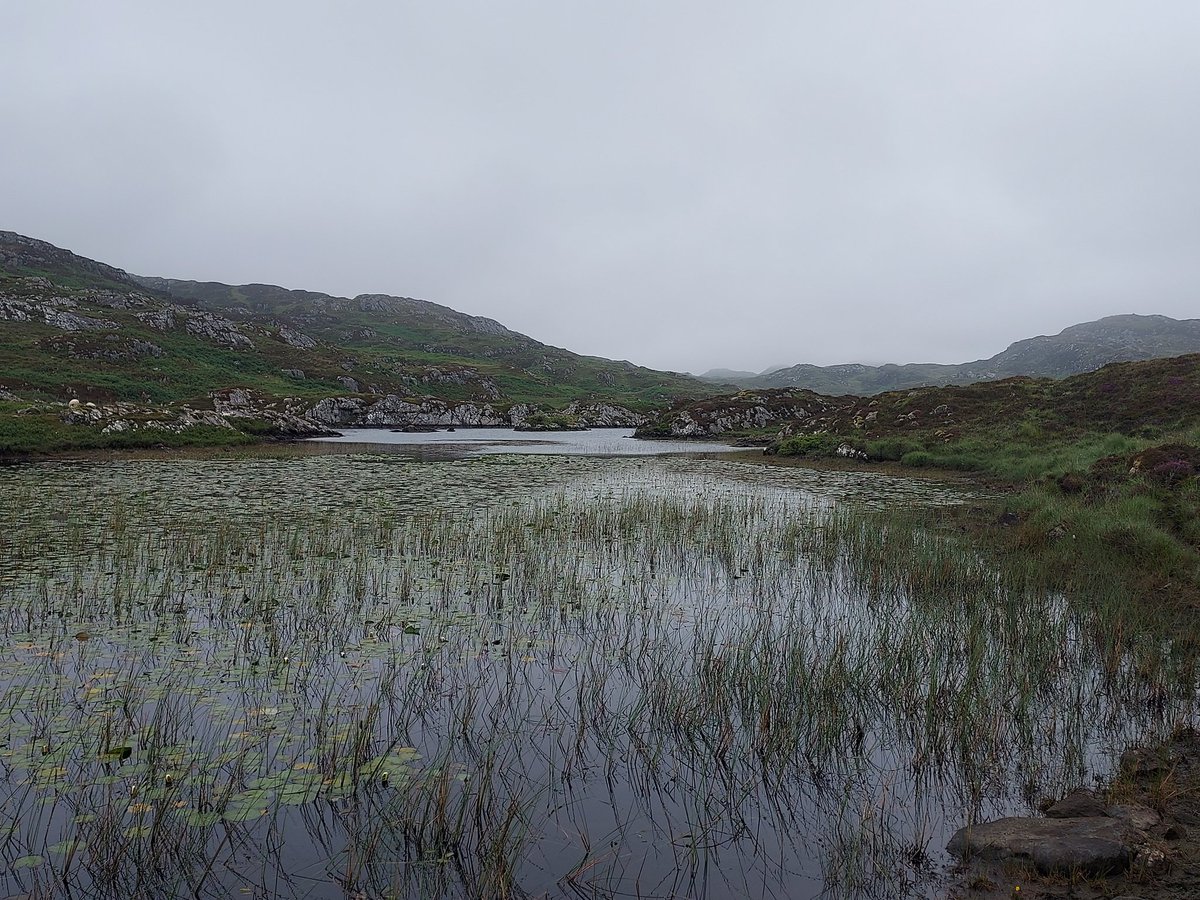 BayStoer's tweet photo. A beautiful wee wander today up the wee hill at the back of the chalets looping back round by Loch Leathed a'Bhaile Fhoghair (Lexy's Loch) #scotlandisbeautiful #scottishlandscape #nc500fishing #bookdirectly #lochs #hills https://t.co/5AN2b6mkJU