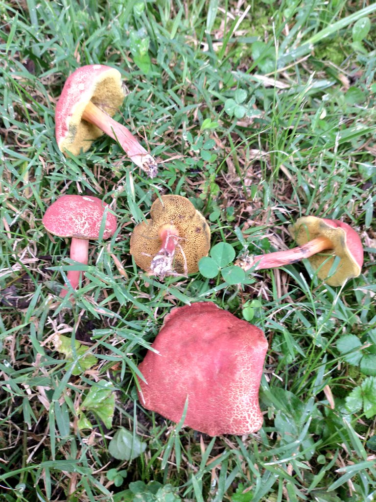 FungiFlora_Jenn's tweet photo. Little bicolors. https://t.co/aB0PS6QPPF